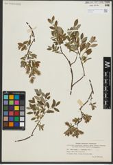 Foto von Salix repens L. x Salix starkeana Willd.